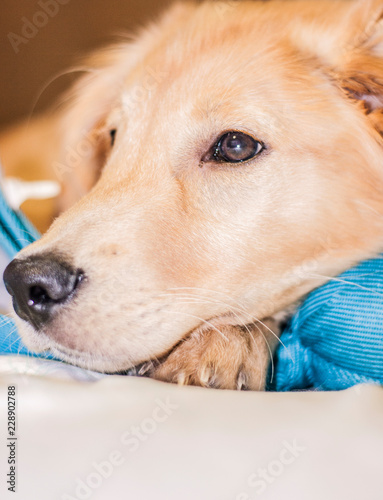 Golden Retriever Puppy