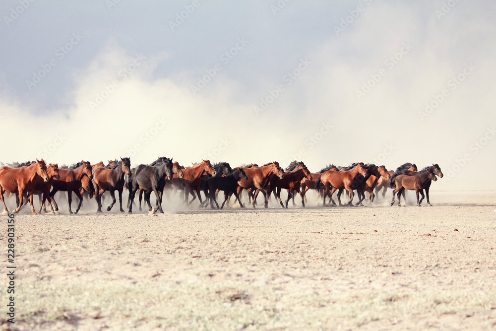 Fototapeta premium a plain with beautiful horses in sunny summer day in Turkey. Herd of thoroughbred horses. Horse herd run fast in desert dust against dramatic sunset sky. wild horses 