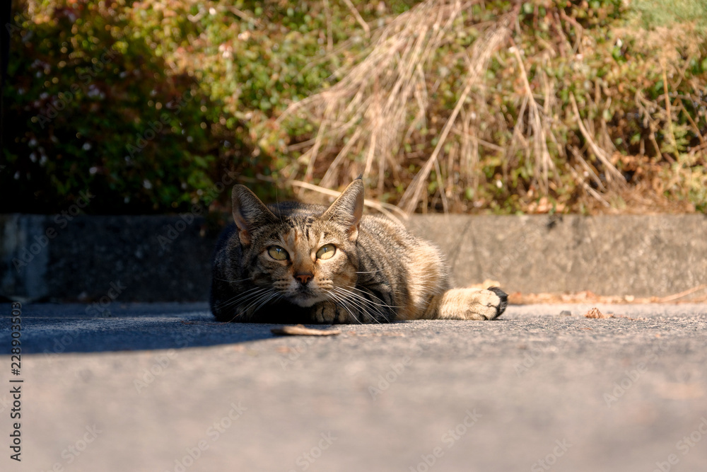 Fototapeta premium Katze auf Parkplatz