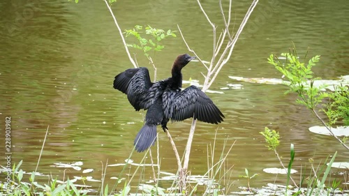 A cormorant at lake Skadar in Monenegro spreading its wings photo