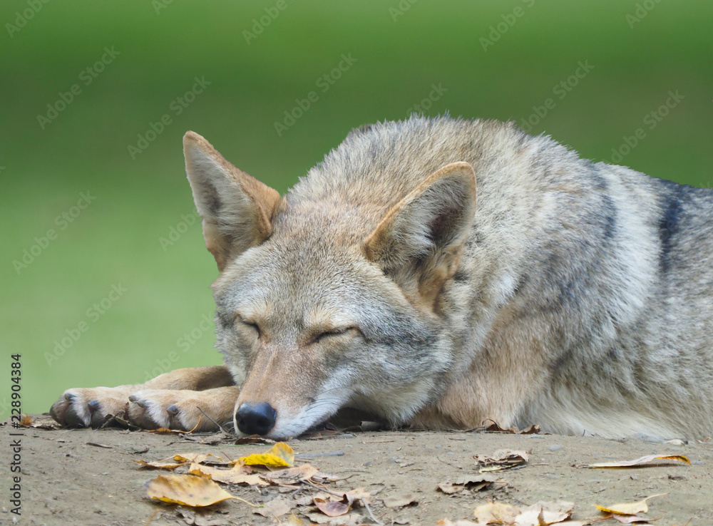 Obraz premium Zbliżenie dorosłego Kojota biorąc drzemkę