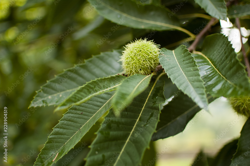 Edible chestnut on the tree, the fruit of the chestnut segu, veggie cuisine, healthy food Edible chestnut on the tree, the fruit of the chestnut segu, veggie cuisine, healthy food
