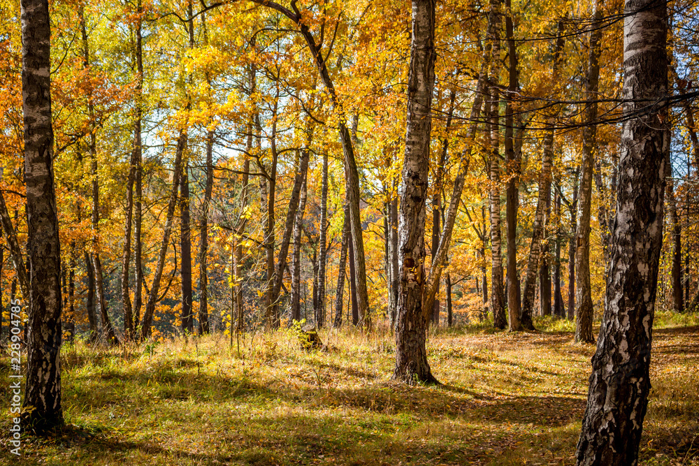 Bright beautiful birch grove in autumn in October
