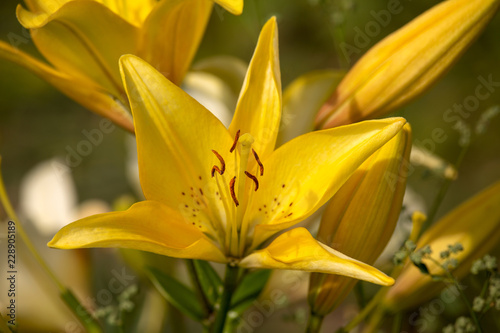 Fototapeta Naklejka Na Ścianę i Meble -  Yellow lily in the garden, close-up. Lily yellow inflorescence. Blurred background. Copy space. Suitable for catalog. Place for text. Selective focus.