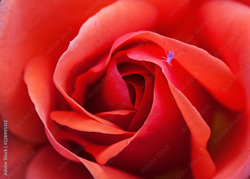 Naklejka premium Purple insect on Rose Petals
