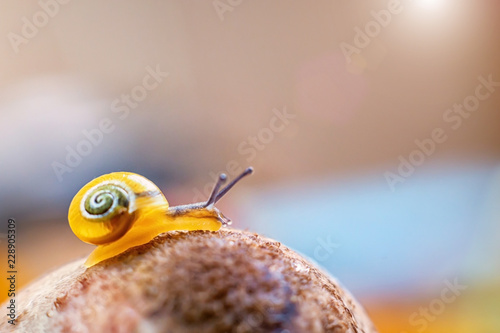 A small yellow snail on a mushroom. macro.