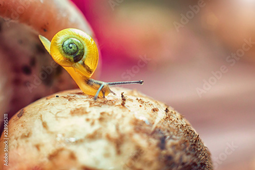 A small yellow snail on a mushroom. macro.