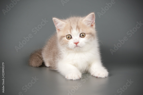 Scottish straight shorthair cat on colored backgrounds