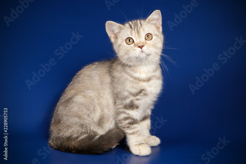 Scottish straight shorthair cat on colored backgrounds