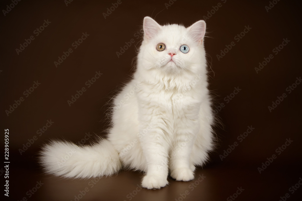 Scottish straight longhair cat on colored backgrounds