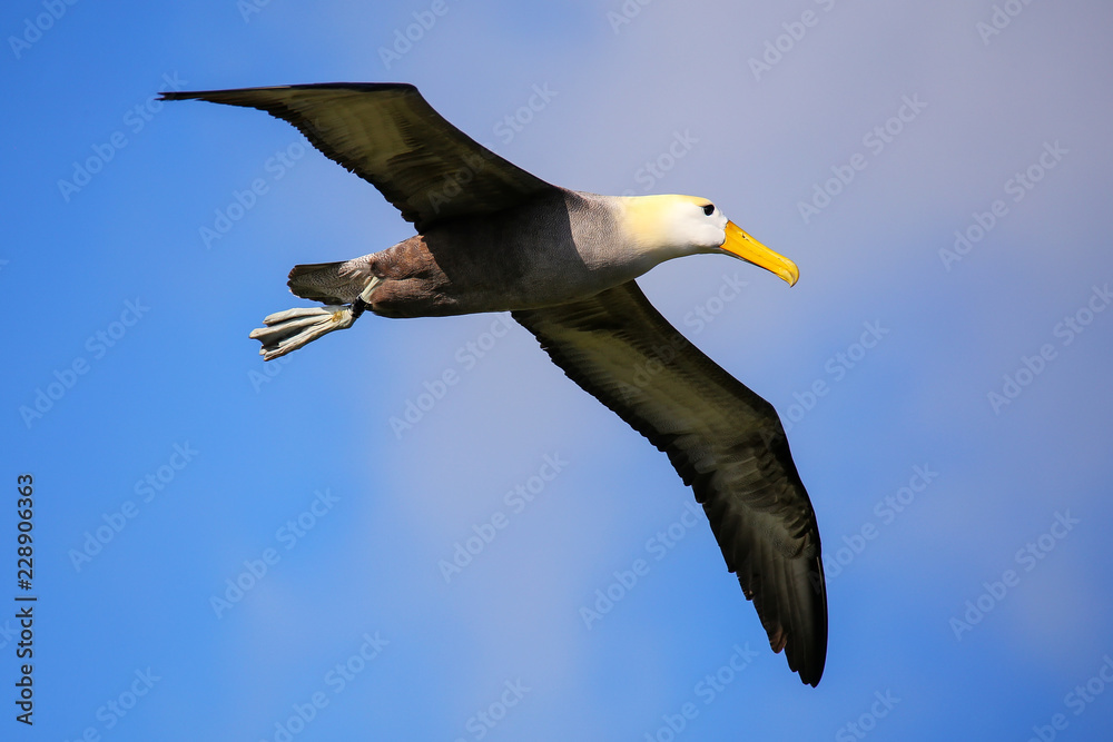 Waved albatross in flight on Espanola Island, Galapagos National park, Ecuador Waved albatross in flight on Espanola Island, Galapagos National park, Ecuador