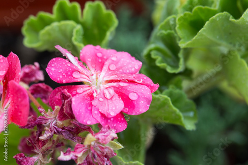 purple flower. lilac daisy flower 