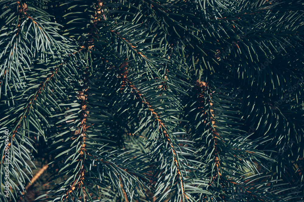 Green branches of fir or pine tree. Christmas background.