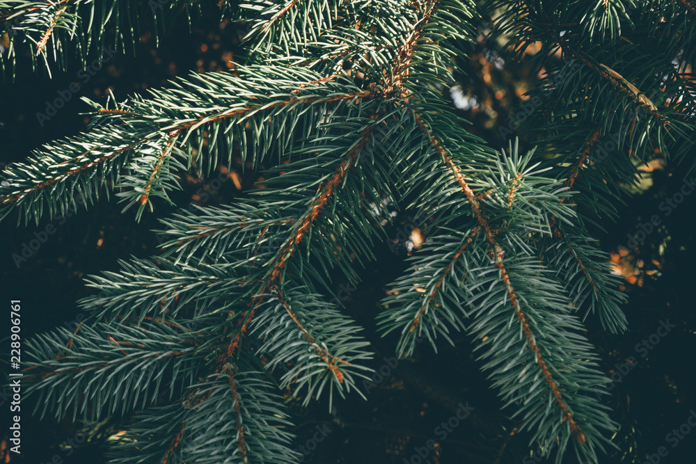 Green branches of fir or pine tree. Christmas background.