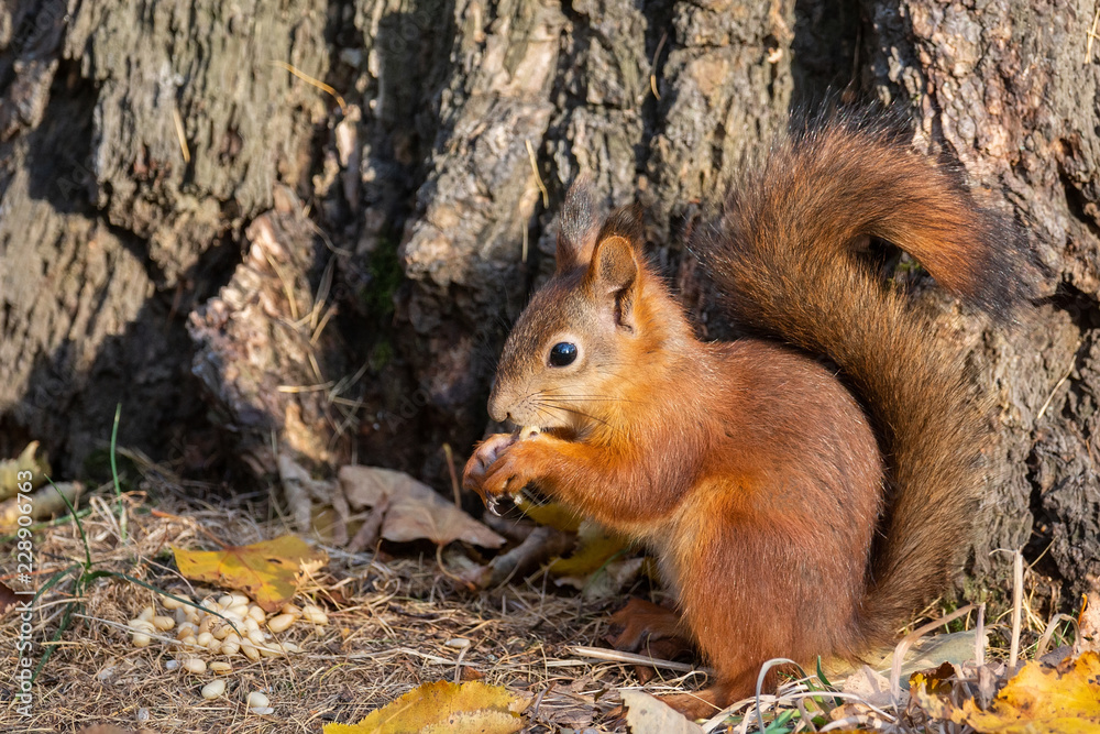 Squirrel in the autumn park Squirrel in the autumn park