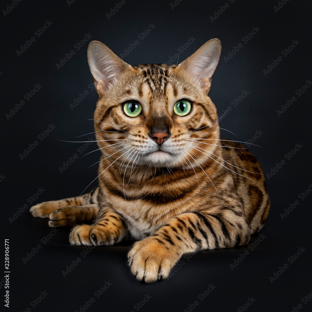 Handsome shiny male Bengal cat laying down front view looking beside camera with green eyes, isolated on black background 