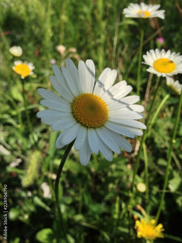 Daisies, Daisy flower wallpaper Daisies, Daisy flower wallpaper