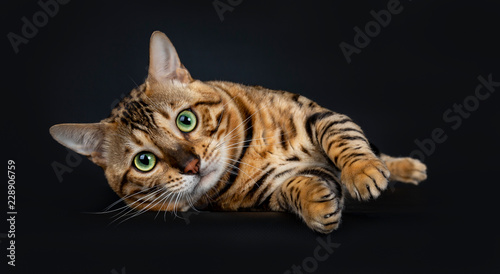 Handsome shiny playful male Bengal cat laying down on the side front view looking above camera with green eyes, isolated on black background 
