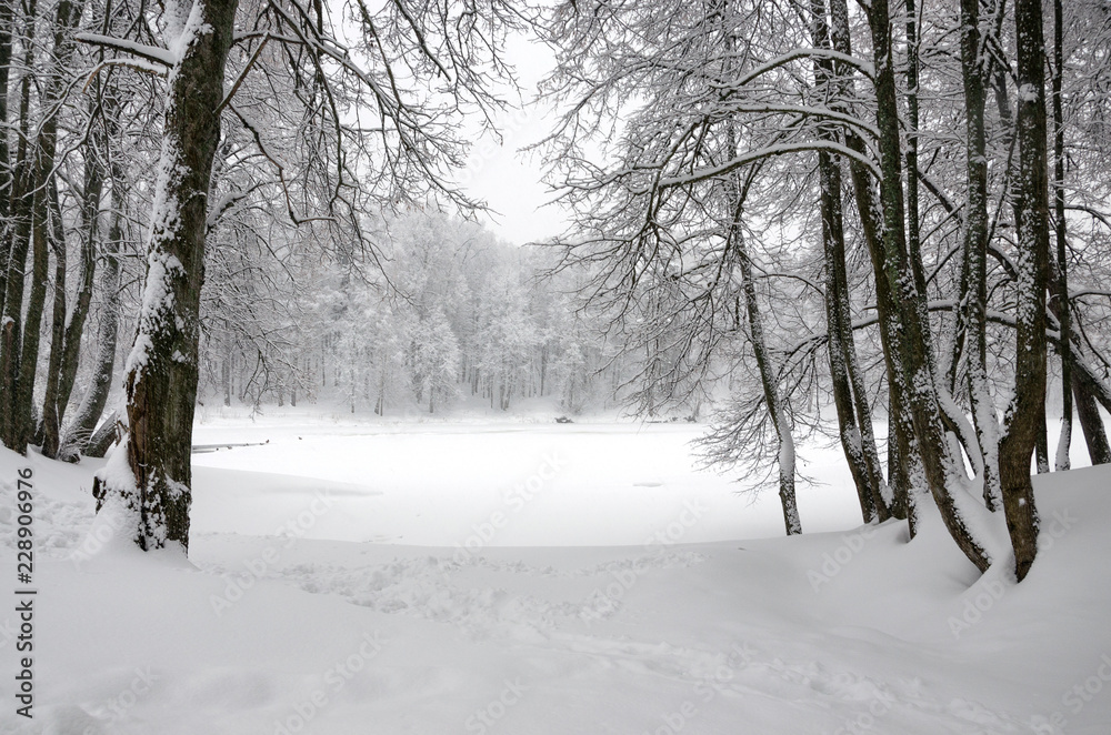 Serene winter landscape with snow covered trees in park during heavy snowfall. Serene winter landscape with snow covered trees in park during heavy snowfall.