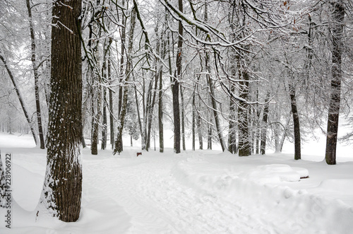 Serene winter landscape with snow covered trees in park during heavy snowfall. 