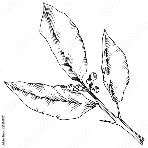 Vector laurus leaf. Leaf plant botanical garden floral foliage. Isolated illustration element. Black and white engraved ink art. Vector leaf for background, texture, wrapper pattern, frame or border.