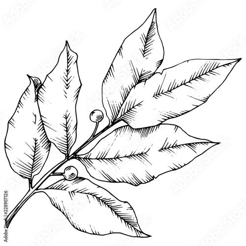 Vector laurus leaf. Leaf plant botanical garden floral foliage. Isolated illustration element. Black and white engraved ink art. Vector leaf for background, texture, wrapper pattern, frame or border.