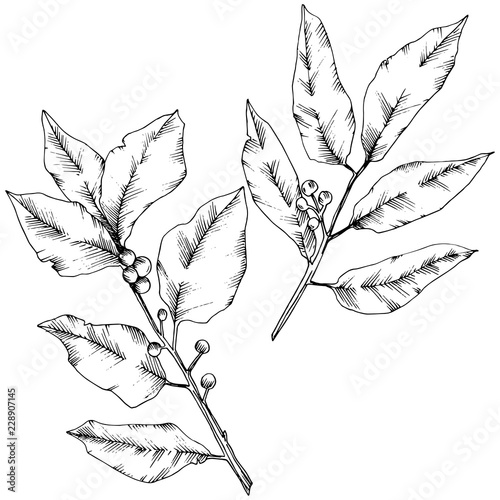 Vector laurus leaf. Leaf plant botanical garden floral foliage. Isolated illustration element. Black and white engraved ink art. Vector leaf for background, texture, wrapper pattern, frame or border.