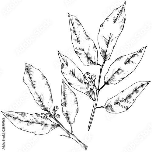 Vector laurus leaf. Leaf plant botanical garden floral foliage. Isolated illustration element. Black and white engraved ink art. Vector leaf for background, texture, wrapper pattern, frame or border.