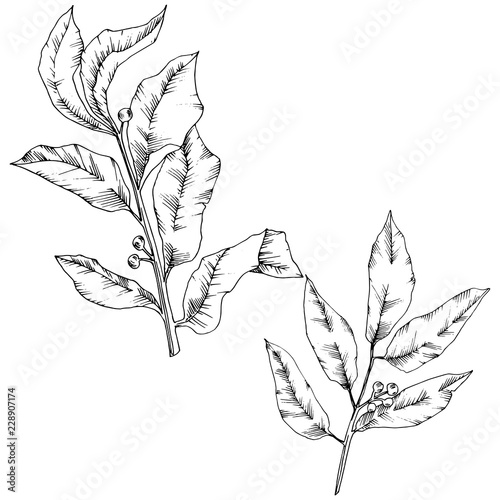 Vector laurus leaf. Leaf plant botanical garden floral foliage. Isolated illustration element. Black and white engraved ink art. Vector leaf for background, texture, wrapper pattern, frame or border.