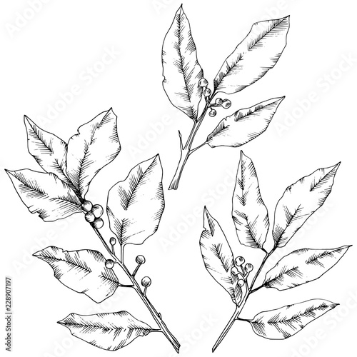 Vector laurus leaf. Leaf plant botanical garden floral foliage. Isolated illustration element. Black and white engraved ink art. Vector leaf for background, texture, wrapper pattern, frame or border.