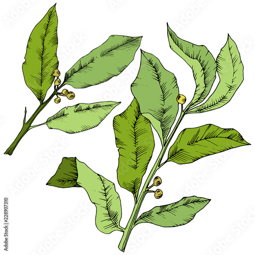 Vector green laurus leaf. Leaf plant botanical garden floral foliage. Isolated illustration element. Vector leaf for background, texture, wrapper pattern, frame or border.