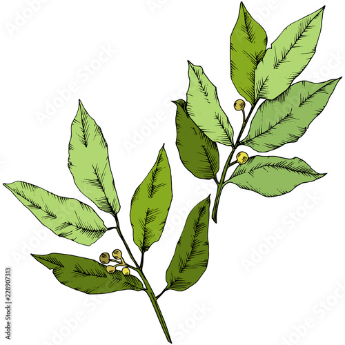 Vector green laurus leaf. Leaf plant botanical garden floral foliage. Isolated illustration element. Vector leaf for background, texture, wrapper pattern, frame or border.