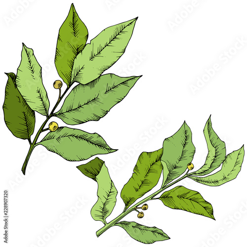 Vector green laurus leaf. Leaf plant botanical garden floral foliage. Isolated illustration element. Vector leaf for background, texture, wrapper pattern, frame or border.
