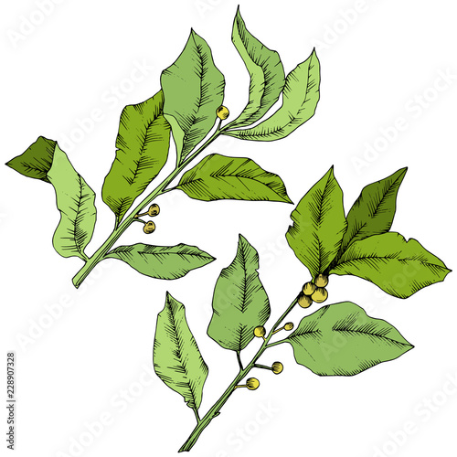 Vector green laurus leaf. Leaf plant botanical garden floral foliage. Isolated illustration element. Vector leaf for background, texture, wrapper pattern, frame or border.