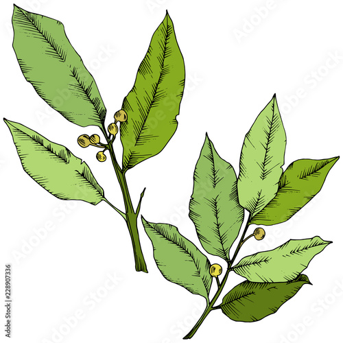 Vector green laurus leaf. Leaf plant botanical garden floral foliage. Isolated illustration element. Vector leaf for background, texture, wrapper pattern, frame or border.