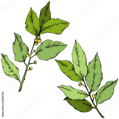 Vector green laurus leaf. Leaf plant botanical garden floral foliage. Isolated illustration element. Vector leaf for background, texture, wrapper pattern, frame or border.