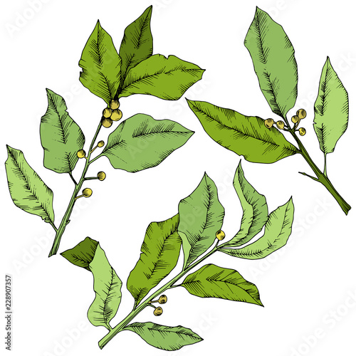 Vector green laurus leaf. Leaf plant botanical garden floral foliage. Isolated illustration element. Vector leaf for background, texture, wrapper pattern, frame or border.