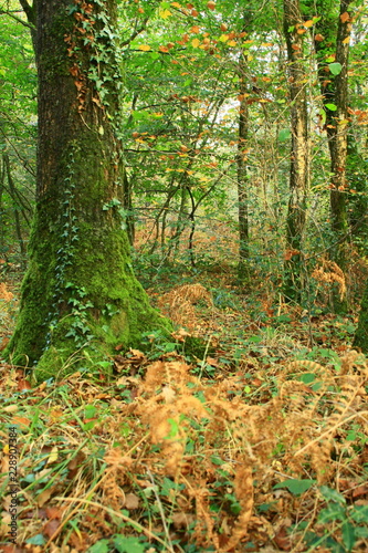 tronc d'arbre,"un chêne" et mousse dans la forêt