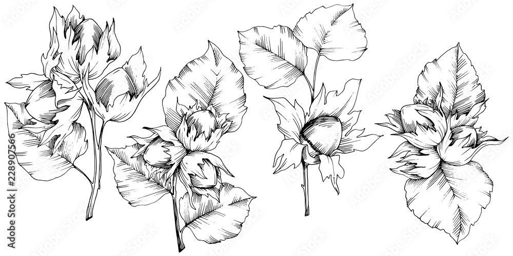 Fototapeta premium Vector autumn plant hazel nut. Leaf plant botanical garden floral foliage. Isolated illustration element. Vector leaf for background, texture, wrapper pattern, frame or border.