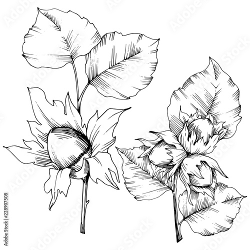Vector autumn plant hazel nut. Leaf plant botanical garden floral foliage. Isolated illustration element. Vector leaf for background, texture, wrapper pattern, frame or border.