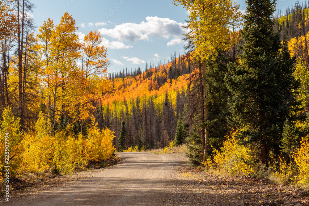 Fototapeta premium road in autumn forest creede colorado