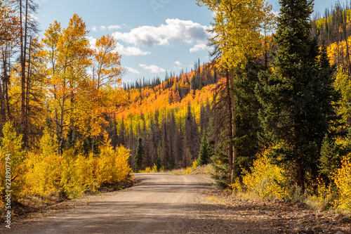 road in autumn forest creede colorado photo