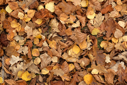 Carpet of fallen autumn leaves on grass. Beautiful colorful leaves in autumn forest. Red, orange, yellow, green and brown autumn leaves. Maple, hazel and oak dry foliage.
