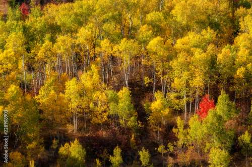 Full frame autumn forest with yellow green and red leaves