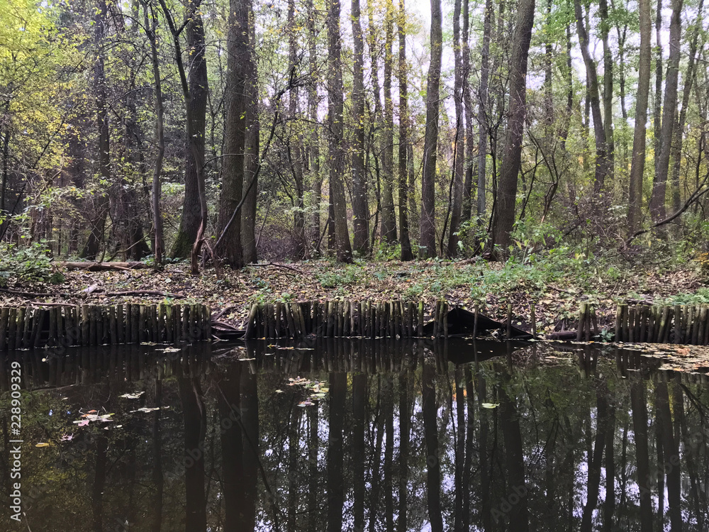 green autumn forest dark swamp black water spring yellow foliage background stock photo green autumn forest dark swamp black water spring yellow foliage background stock photo