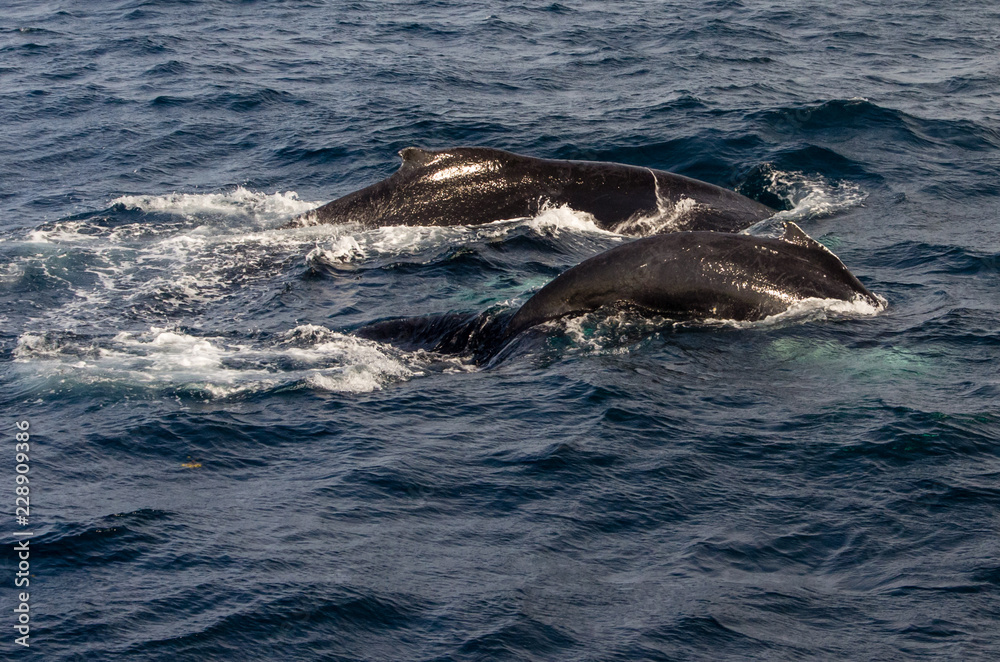 Humpback Mother and Calf Diving in Ocean on Sunny Day Humpback Mother and Calf Diving in Ocean on Sunny Day