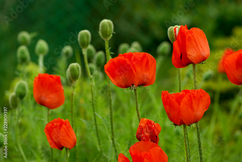 Bright Fields of Red Poppies Grow