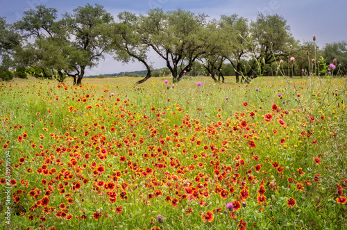 Bright Red and Orange Texas Blanket Flowers in Spring photo
