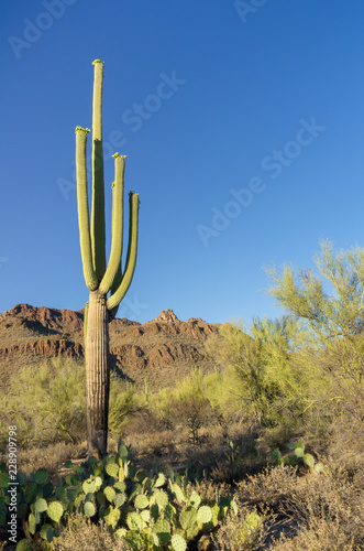 Single Tall Saguaro Cactus Growing in Mountainous Desert