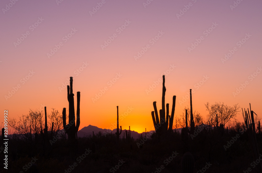 Silhouette of Saguaro Cactus Against the Setting Sun
